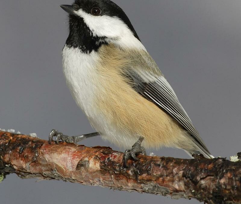 Animals in winter: The black-capped chickadee