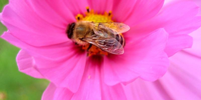 Bee My Valentine: A Native Pollinator Celebration