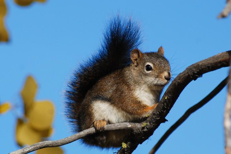 Animals in winter: The Douglas Squirrel