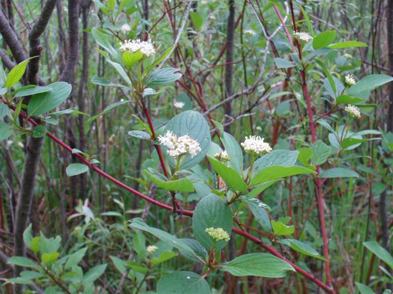 Native Plant of the Month: Red Osier Dogwood