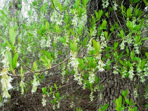 Native plant of the month: Oso Berry, Oemleria cerasiformis