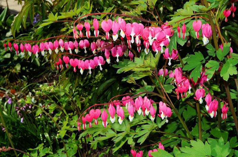 Native Plant of the Month: May Flowers