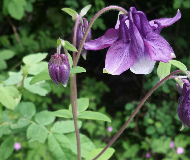 Native Plant of the Month: Columbines