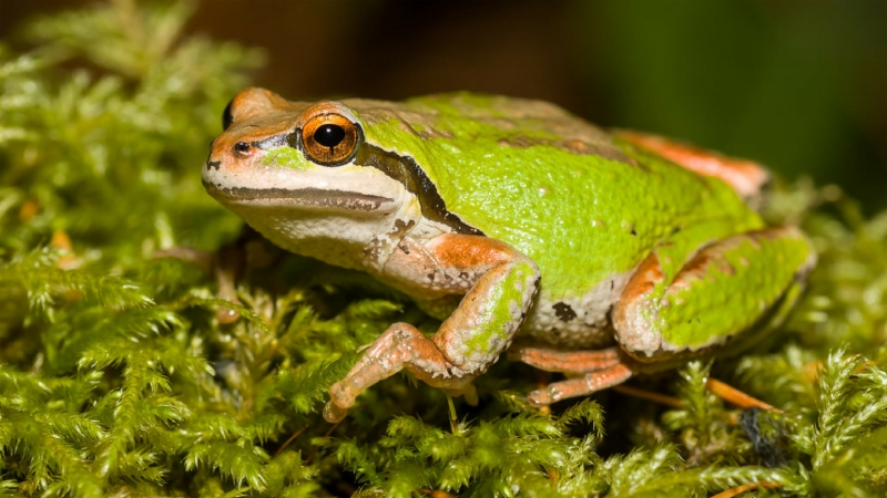 Animals in Summer: Pacific Chorus Frogs