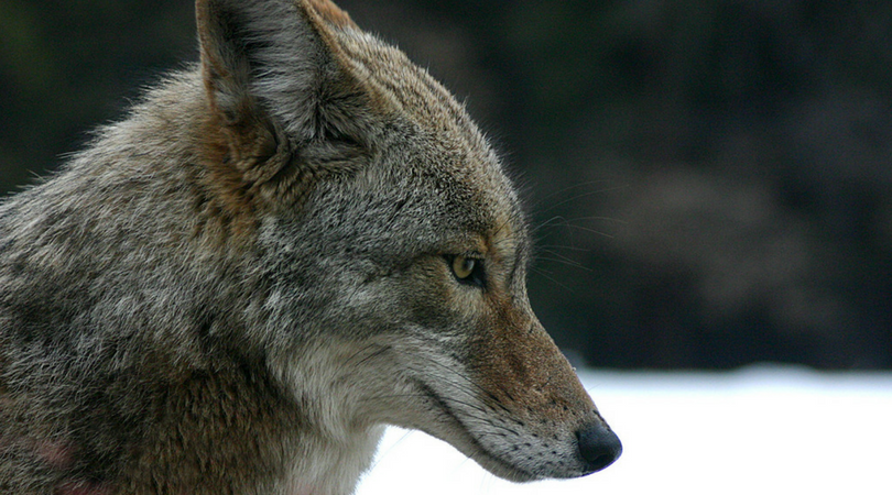 Animals in Summer: Coyotes