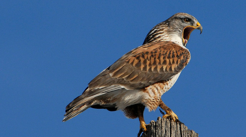 Animals in Summer: Ferruginous Hawk