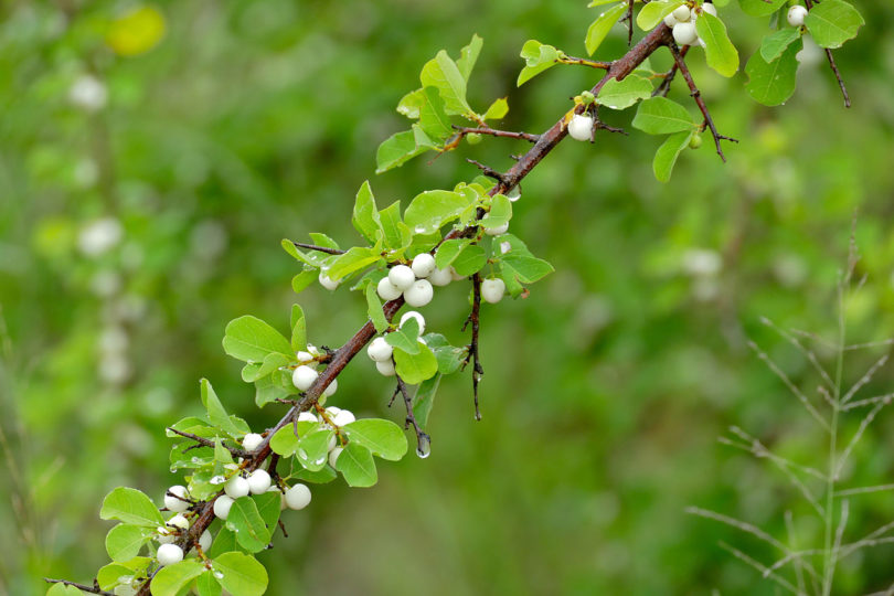 Native Plant of the Month: Snowberry