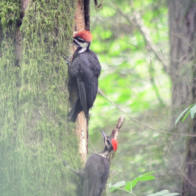 Animals in Fall: The Pileated Woodpecker