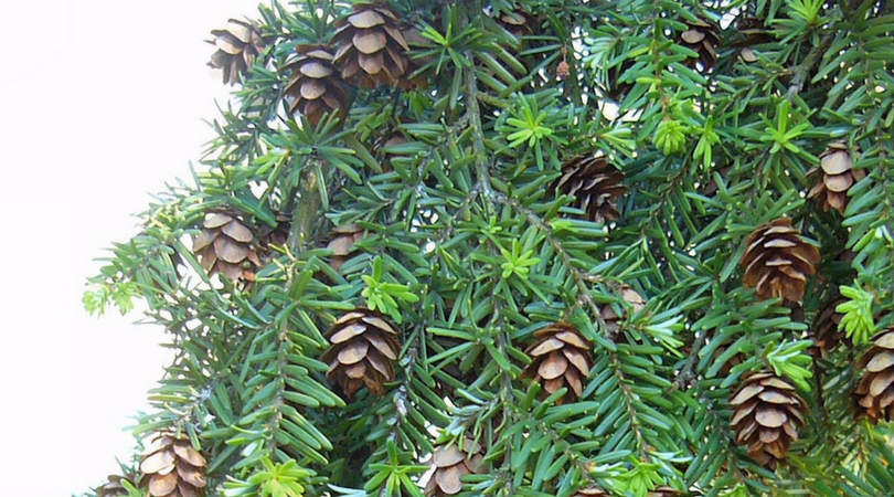 Native Plant of the Month: Western Hemlock