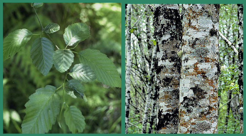 Native Plant of the Month: Red Alder