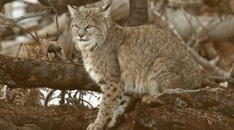 Native Animal of the Month: Bobcat