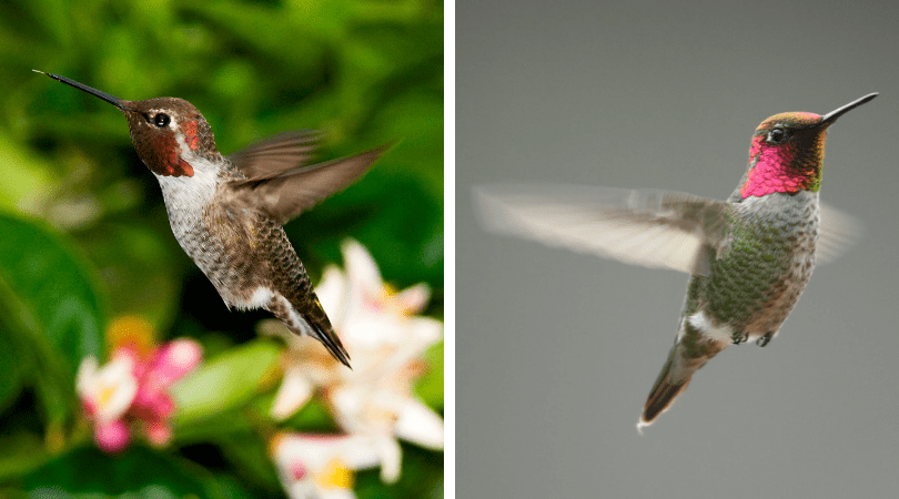 Native Animal of the Month: Anna’s Hummingbird