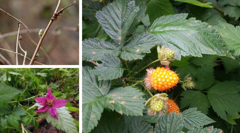 Native Plant of the Month: Salmonberry