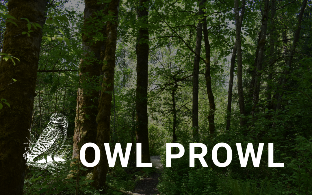Guided Nature Walk: Owl Prowl!