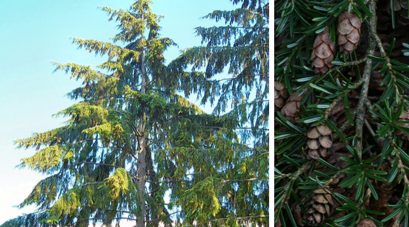 Native Plant of the Month: Western hemlock