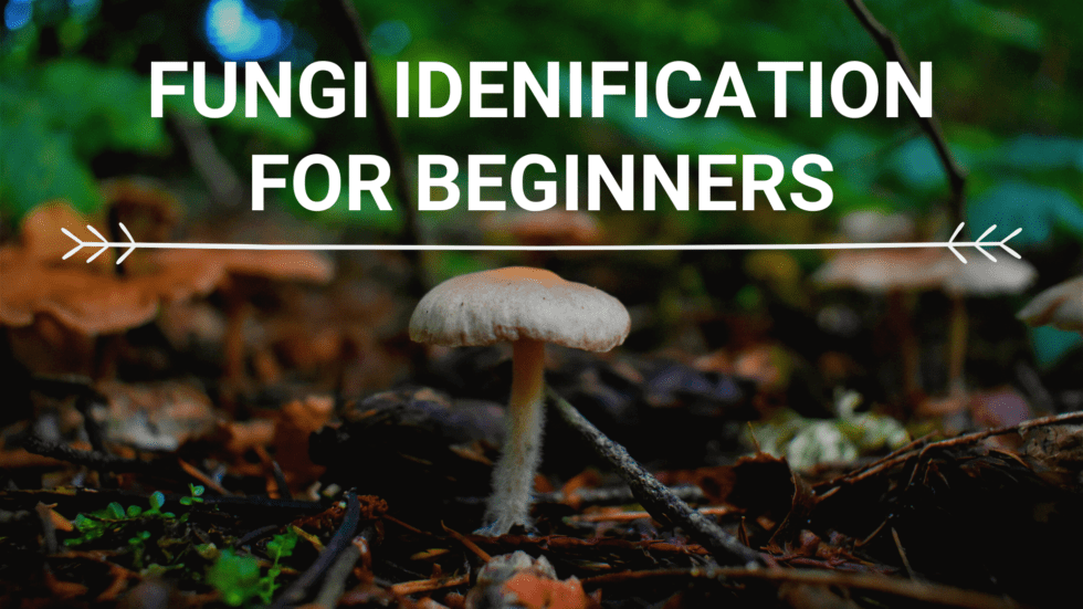 Fungi Identification for Beginners | SHADOW