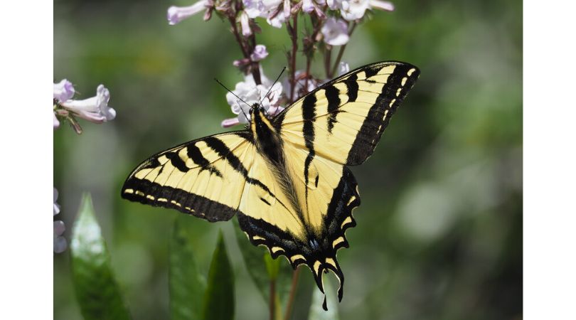 Native of the Month: Western tiger swallowtail