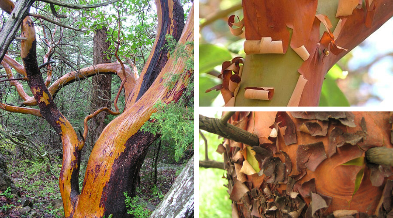 Native Plant of the Month: Pacific madrone