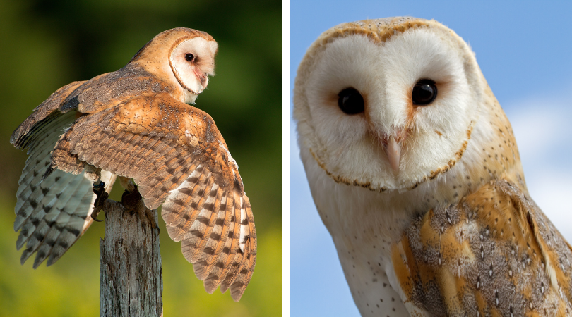 Native of the Month: Barn Owl