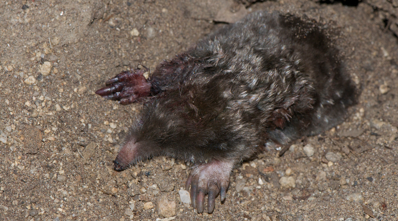 Native of the Month: Townsend’s mole
