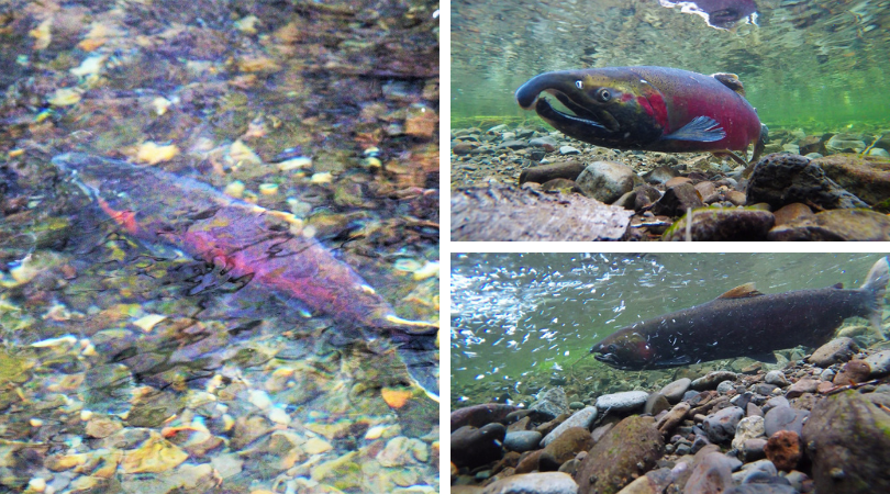 Native of the Month: Coho salmon