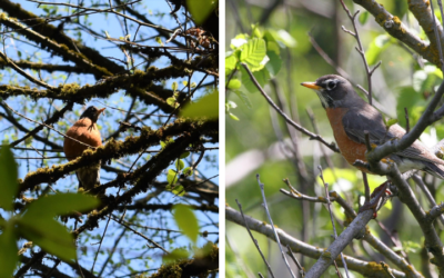 Native of the Month: American Robin