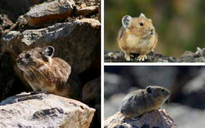 Native of the Month: American Pika