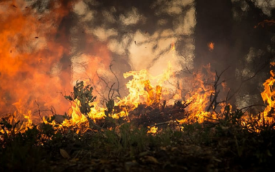 Wildfires and the Climate Crisis