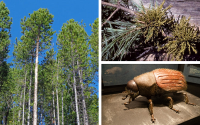 Effects of Dwarf Mistletoe on Lodgepole Pine Forests