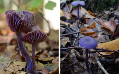 Native of the Month: Amethyst Deceiver
