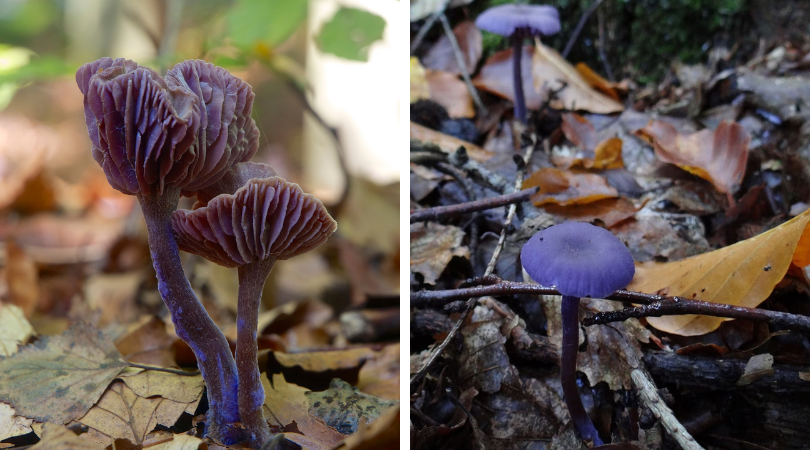 Native of the Month: Amethyst Deceiver
