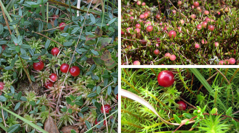 Native of the Month: Wild Cranberry