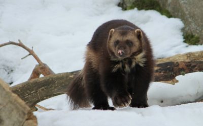 Native of the Month: American wolverine
