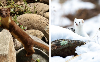 Native of the Month: Long-tailed weasel