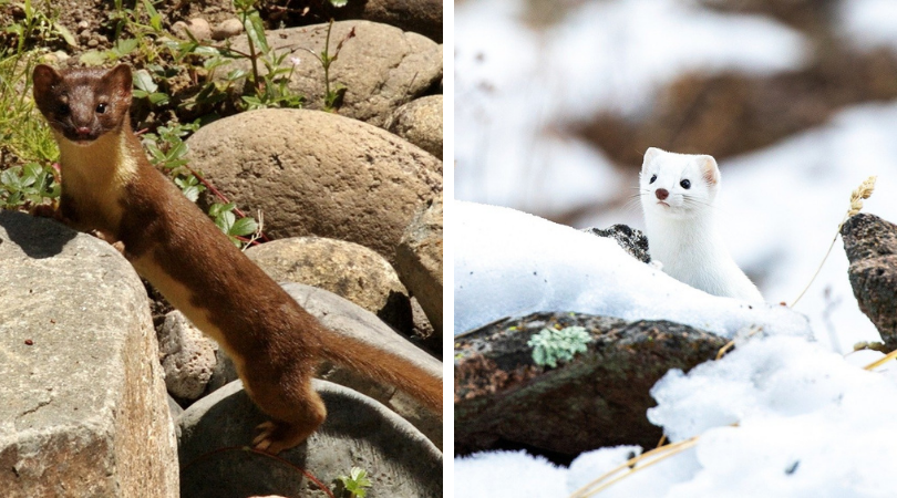 Native of the Month: Long-tailed weasel