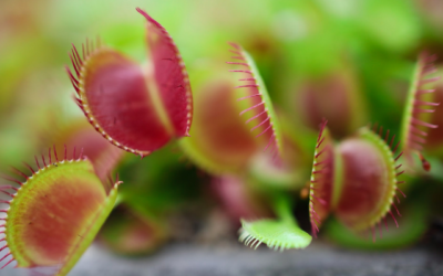 The Amazing Adaptations of Carnivorous Plants