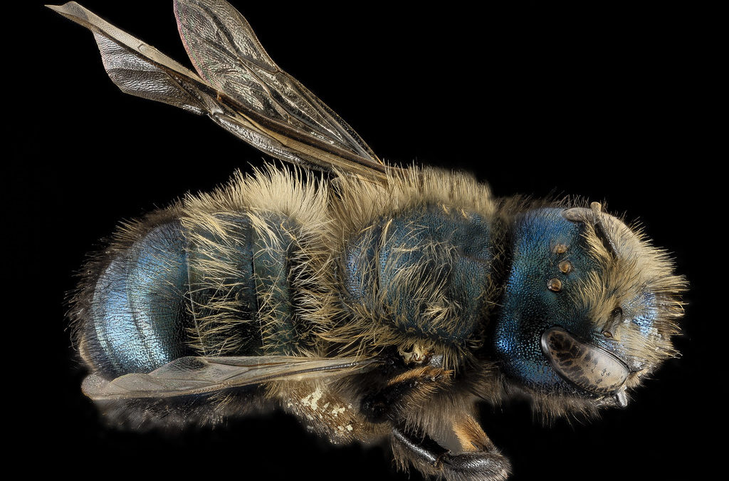 Native of the Month: Blue Orchard Bee