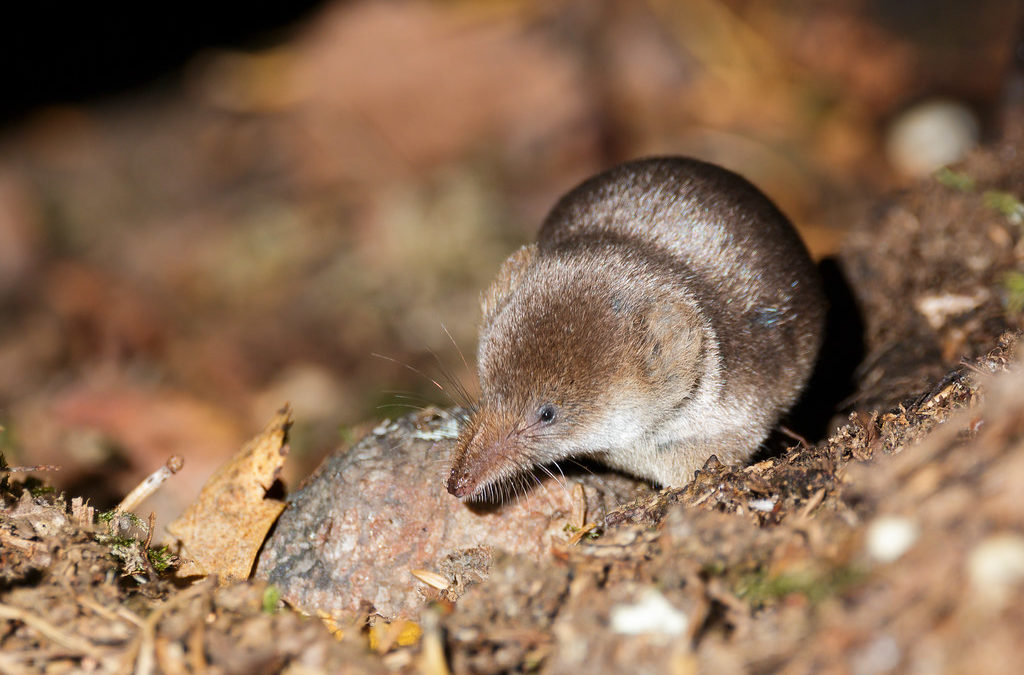 Native of the Month: Pacific shrew