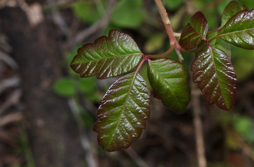 Native of the Month: Pacific Poison Oak