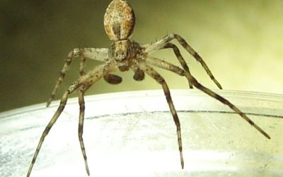 Native of the Month: Spiders