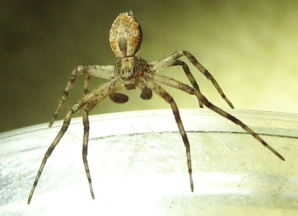 Native of the Month: Spiders