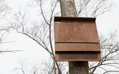 In artificial roost comparison, bats show preference for rocket box style