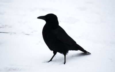 Native of the Month: Crows