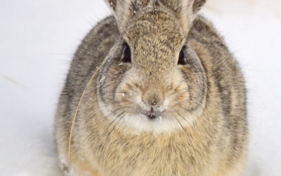Native of the Month: Rabbits