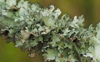 Native of the Month: Lichens