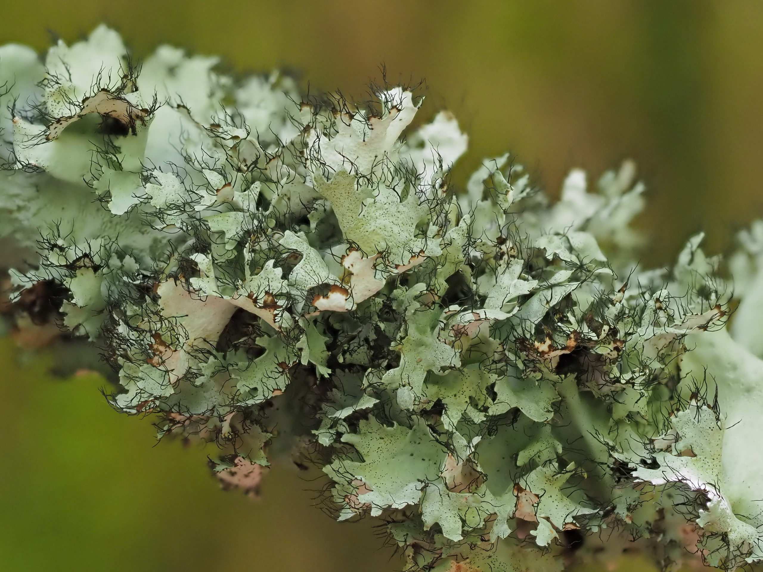 Lichen and the Color Green
