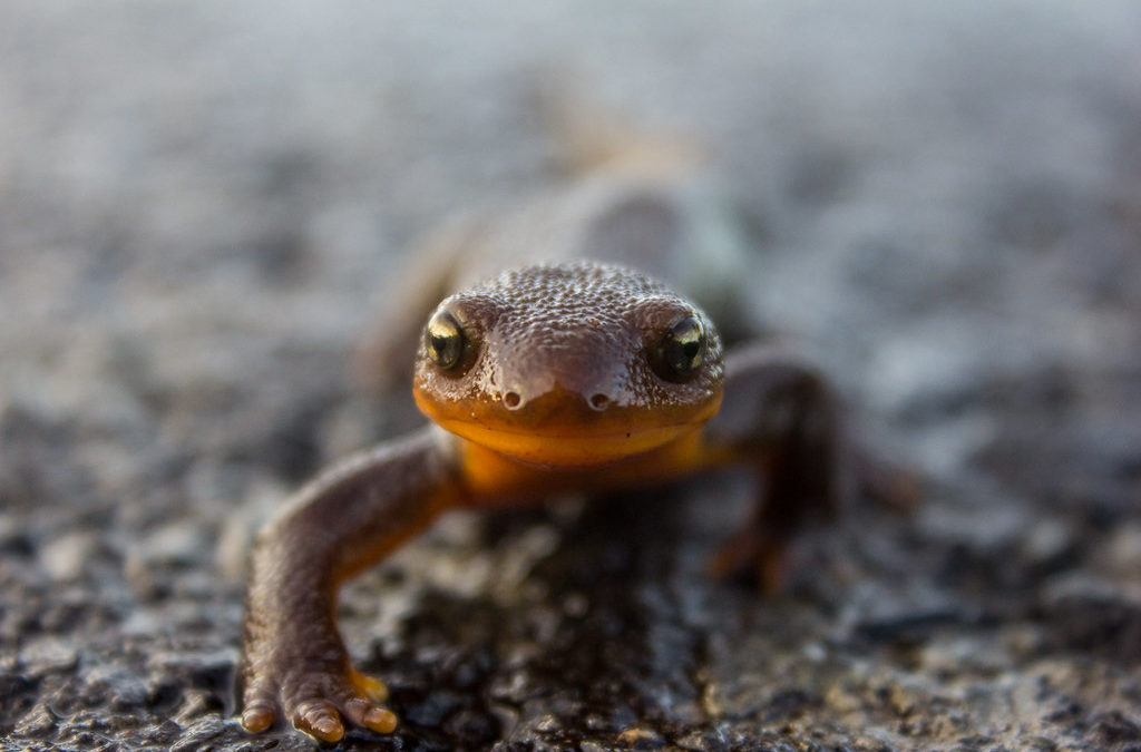 Native of the Month: Salamanders