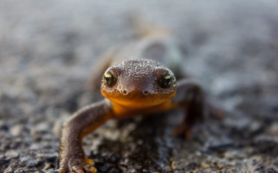 Native of the Month: Salamanders