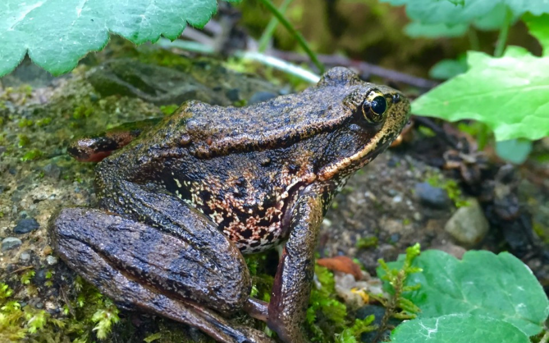Native of the month: Frogs