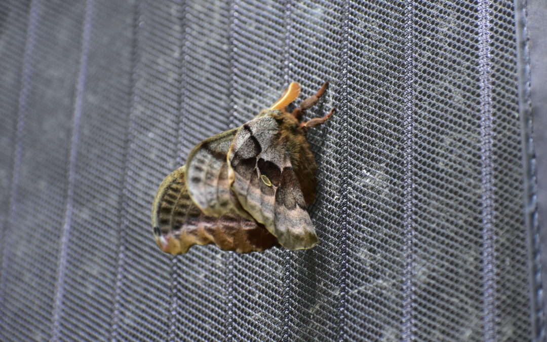 Native of the Month: Moth-er of all Lepidopterans: the Mighty Moths